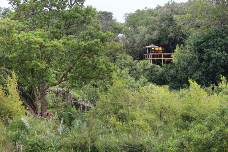 5 Day Londolozi Tree Camp Safari